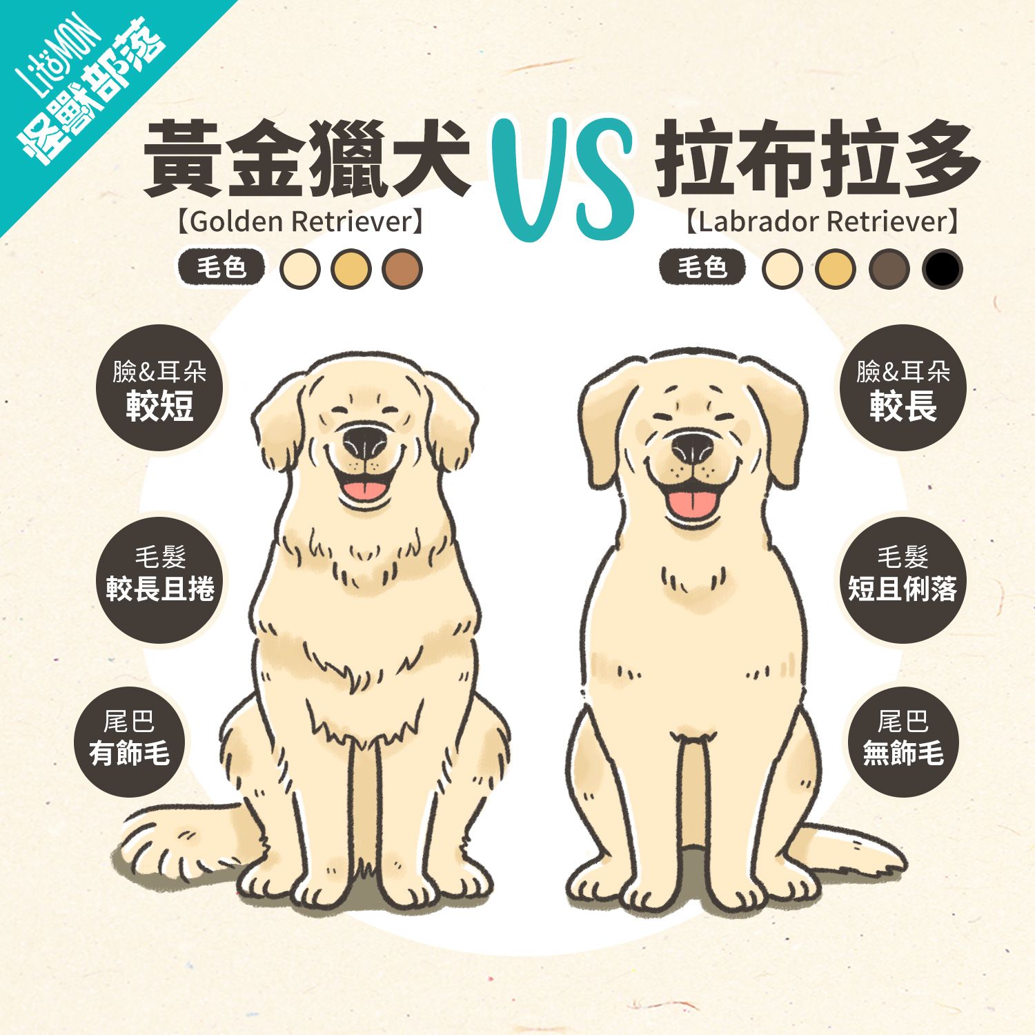 黃金獵犬 拉布拉多 比較