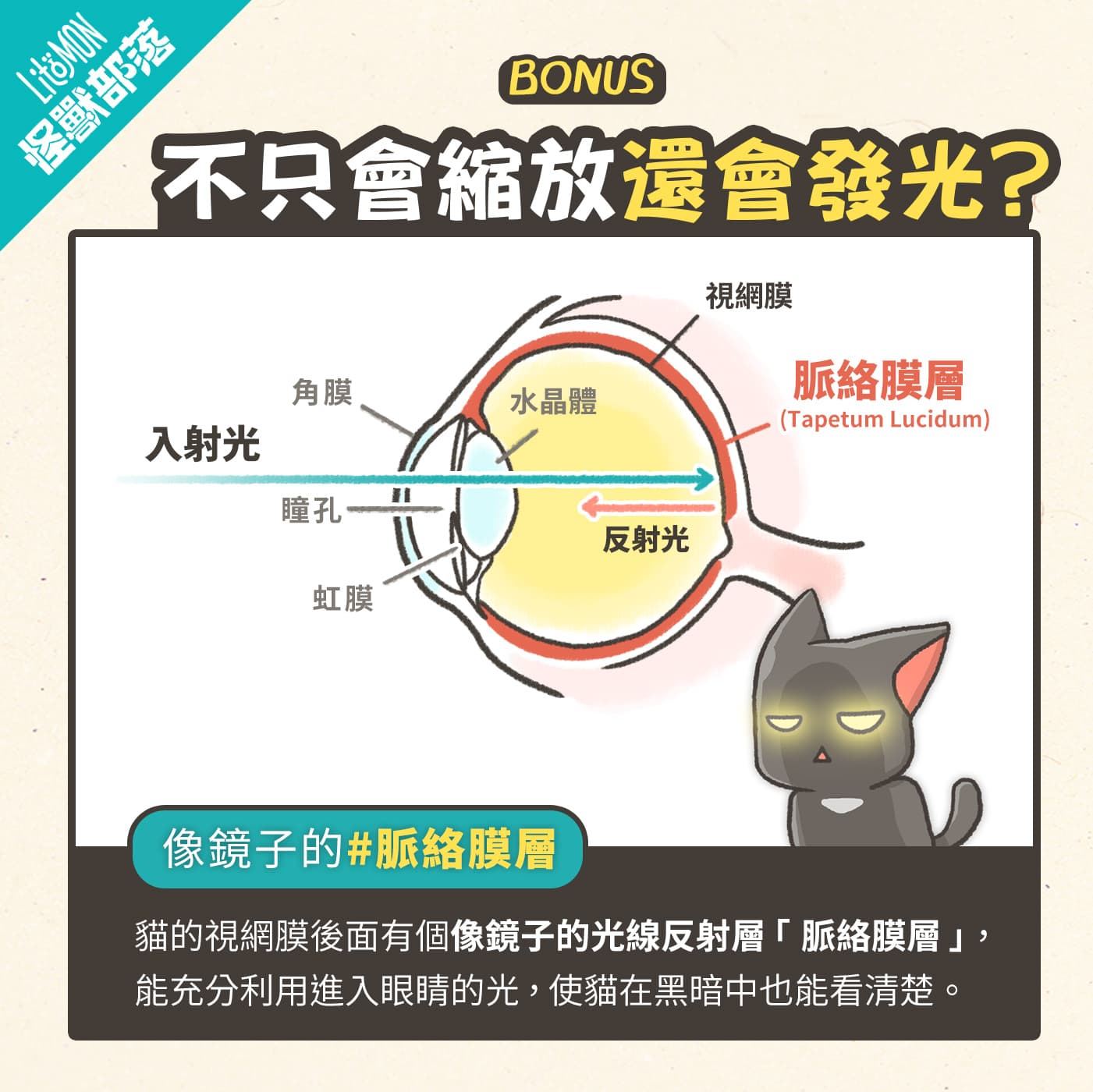 貓咪眼睛