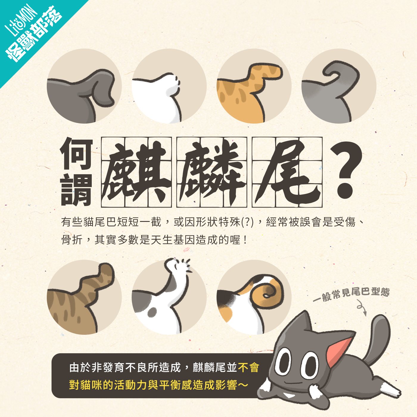 麒麟尾 貓咪麒麟尾 麒麟尾貓