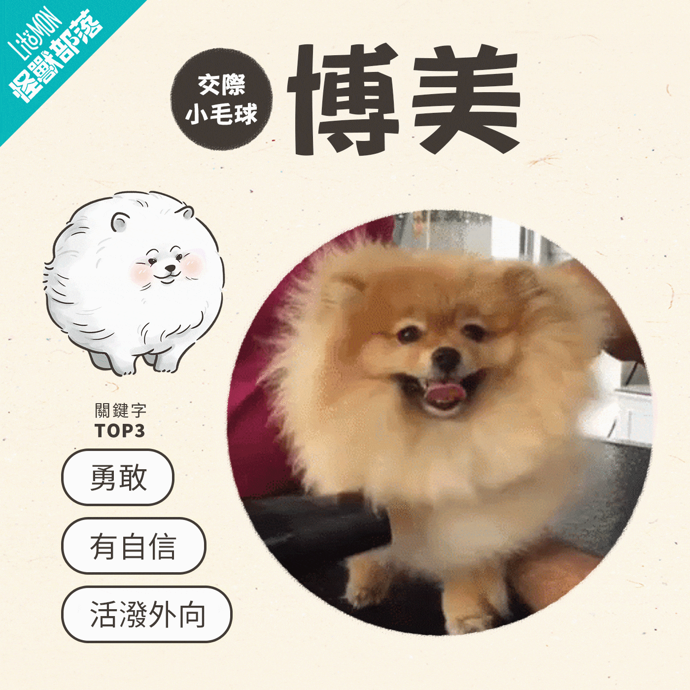 博美狗個性─交際小毛球