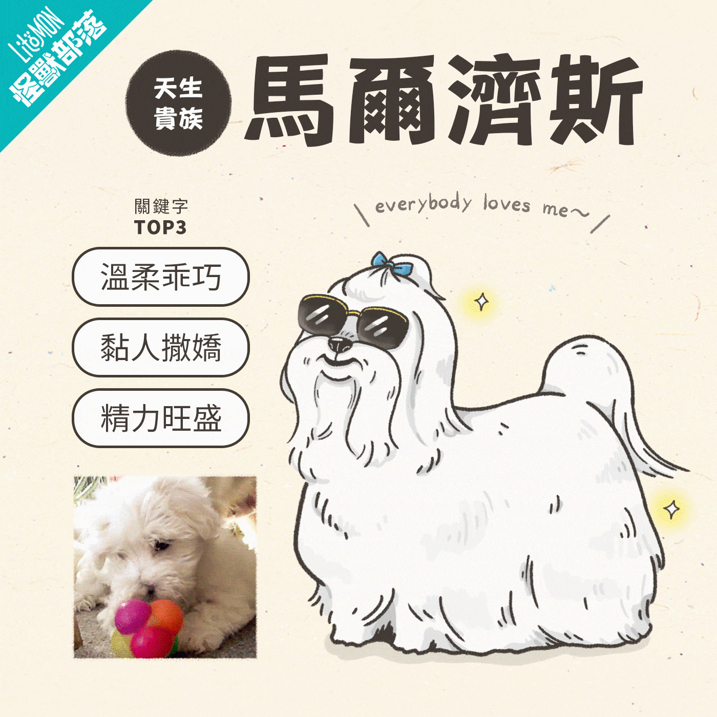 馬爾濟斯個性─天生貴族