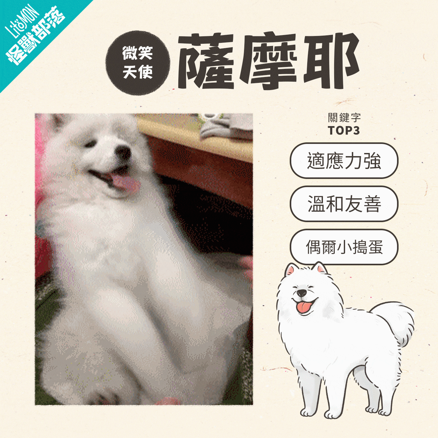 薩摩耶個性
