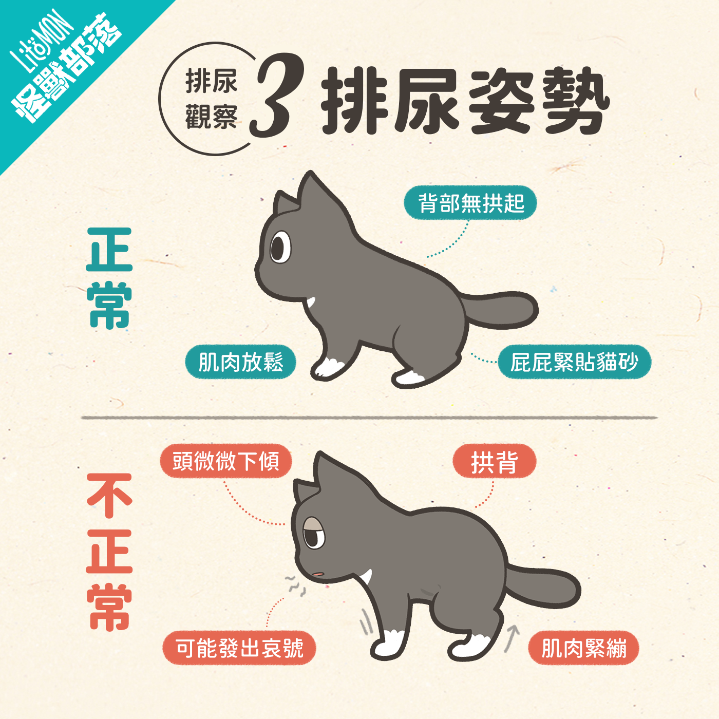 貓咪尿尿