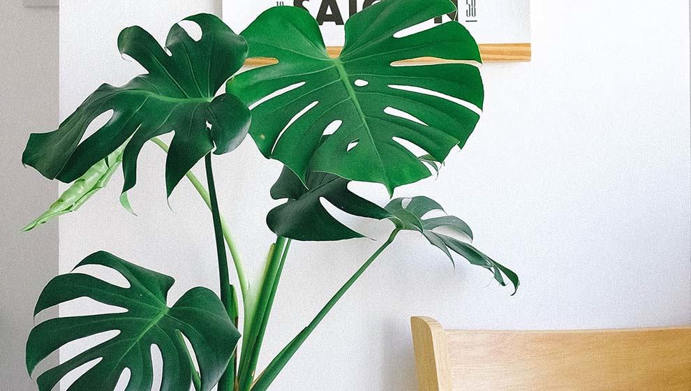 龜背芋貓
