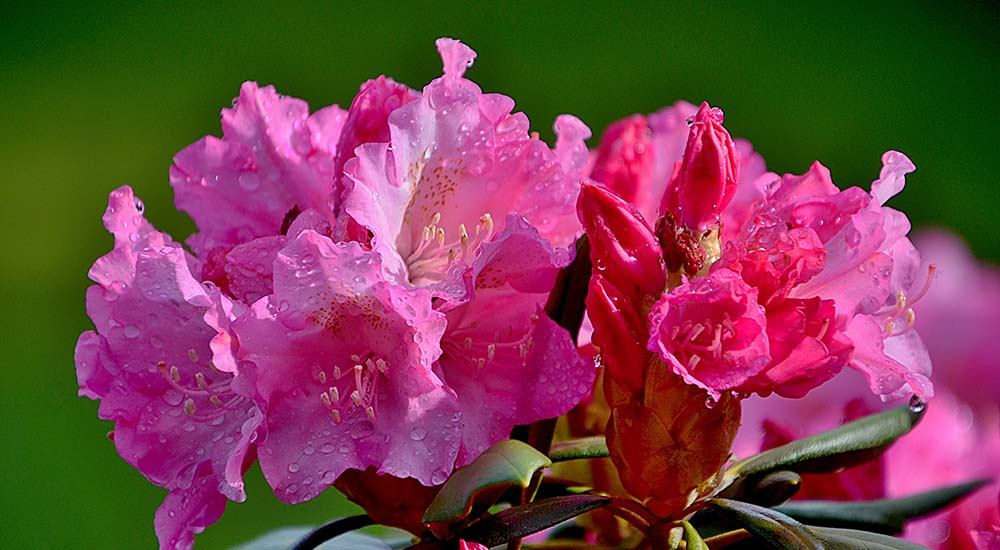 龜背芋貓